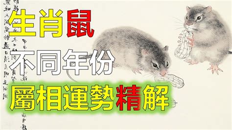 生肖屬鼠 五行